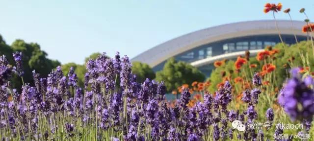 上海视觉艺术学院探校,上海最神秘的一所大学