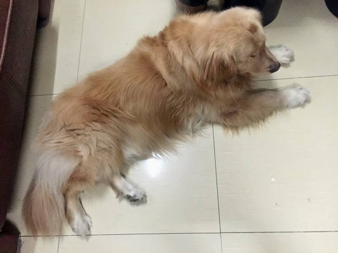 金毛犬的治疗视频,金毛犬得了犬瘟的症状