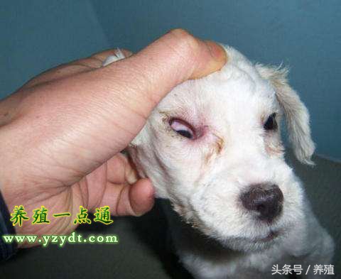 狗得了犬瘟热在家怎么治,狗得犬瘟热的症状是什么