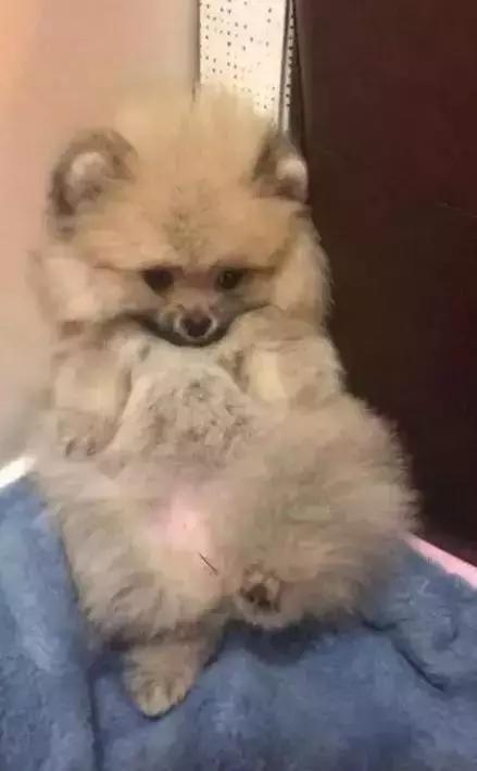 那坨博美！好软！好圆！好蓬！好想揉！