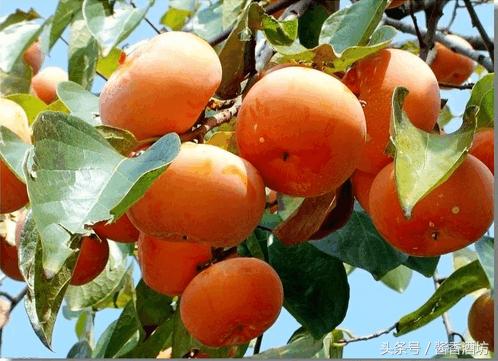 柿子酒度数,果酒度数与白酒度数