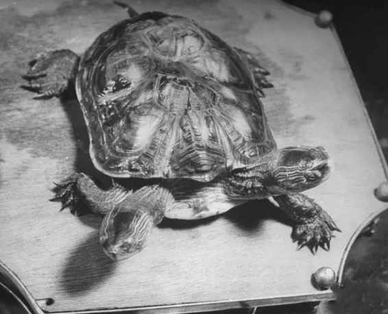 民国时期中药店，敢养这个动物，药店老板胆子太大了！