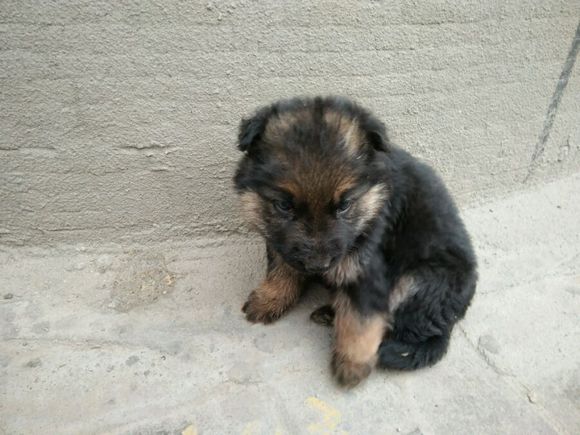 一只德牧从出生到长大的变化,平背短毛德牧幼犬1-12个月变化图