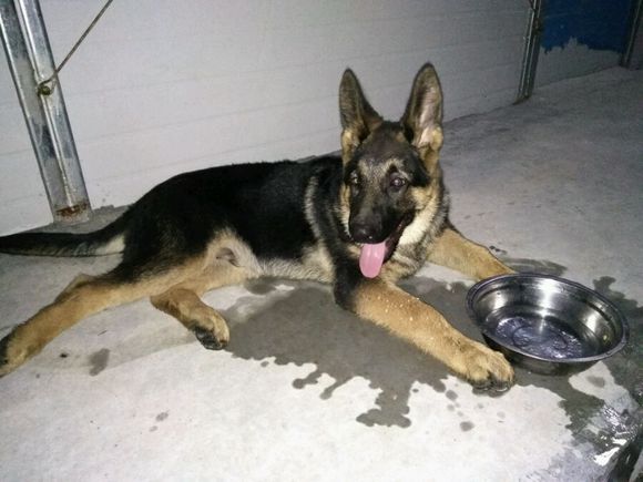 一只德牧从出生到长大的变化,平背短毛德牧幼犬1-12个月变化图