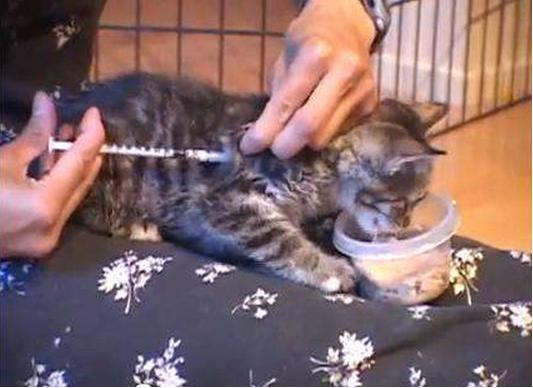 新手养猫幼崽的基础知识,未睁眼的幼猫喂养须知养猫常识