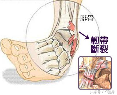 小腿血管解剖,小腿解剖3d动图