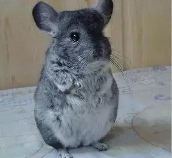 龙猫公母单养哪个好养,养龙猫需要多大的笼子