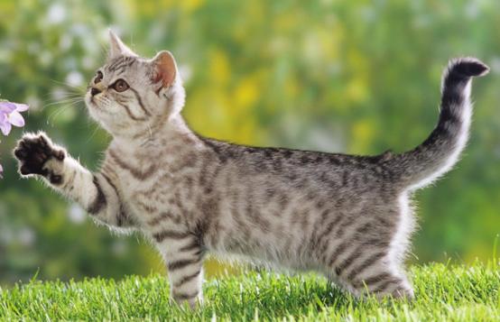 新手养猫幼崽的基础知识,未睁眼的幼猫喂养须知养猫常识