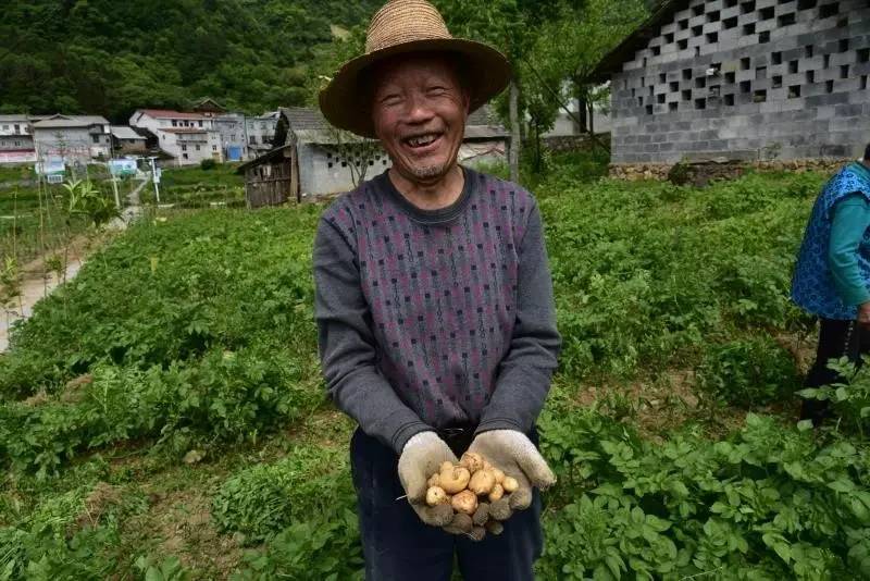 众筹农业种植项目,恩施咸丰富硒小土豆扶贫