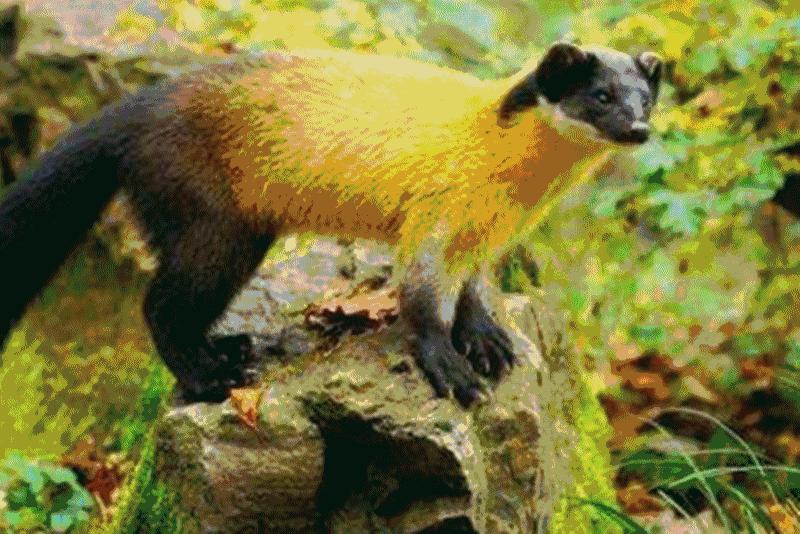 众筹农业种植项目,恩施咸丰富硒小土豆扶贫