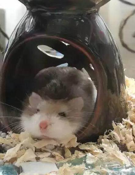 仓鼠怎么分辨公母母仓鼠怀孕征兆,仓鼠怀孕后要把公仓鼠隔离吗