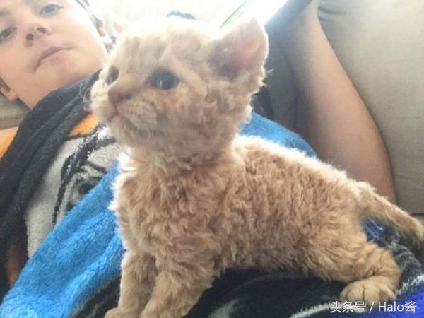 猫咪毛有一点是很卷的,猫咪毛卷怎么回事