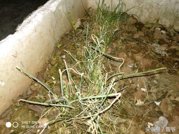 小米5x刷什么系统最流畅,小米5x评测视频最新