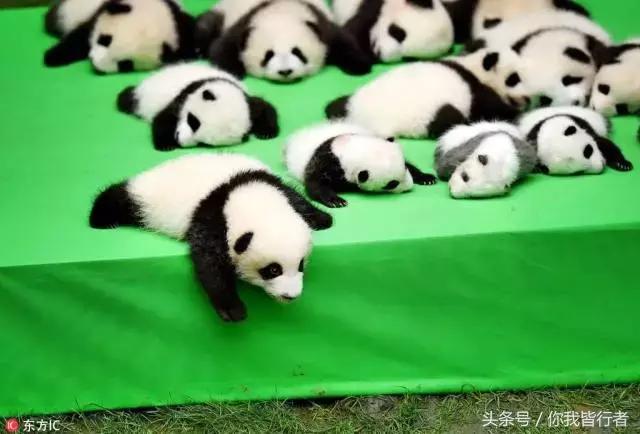 在深达数百米的天坑，大熊猫曾经到此一游