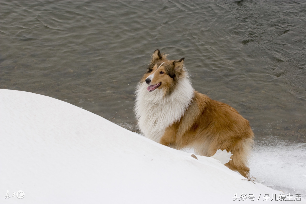 关于挪威你了解多少,苏格兰牧羊犬价格多少钱一只