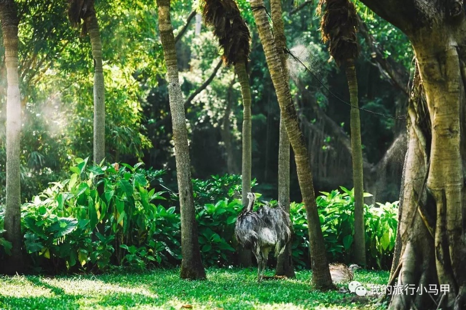 珠海长隆野生动物园旅游攻略,广州长隆自驾游旅游攻略
