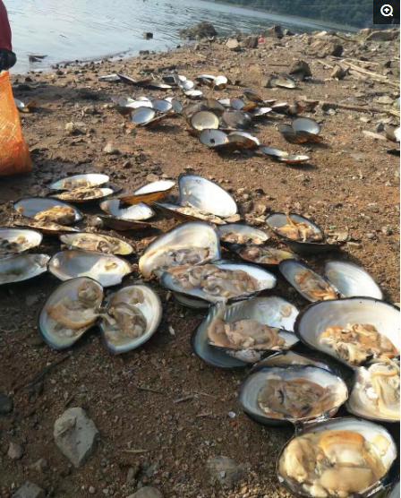 谁见过这么大的河蚌,世上最大的河蚌六斤重能出多少肉