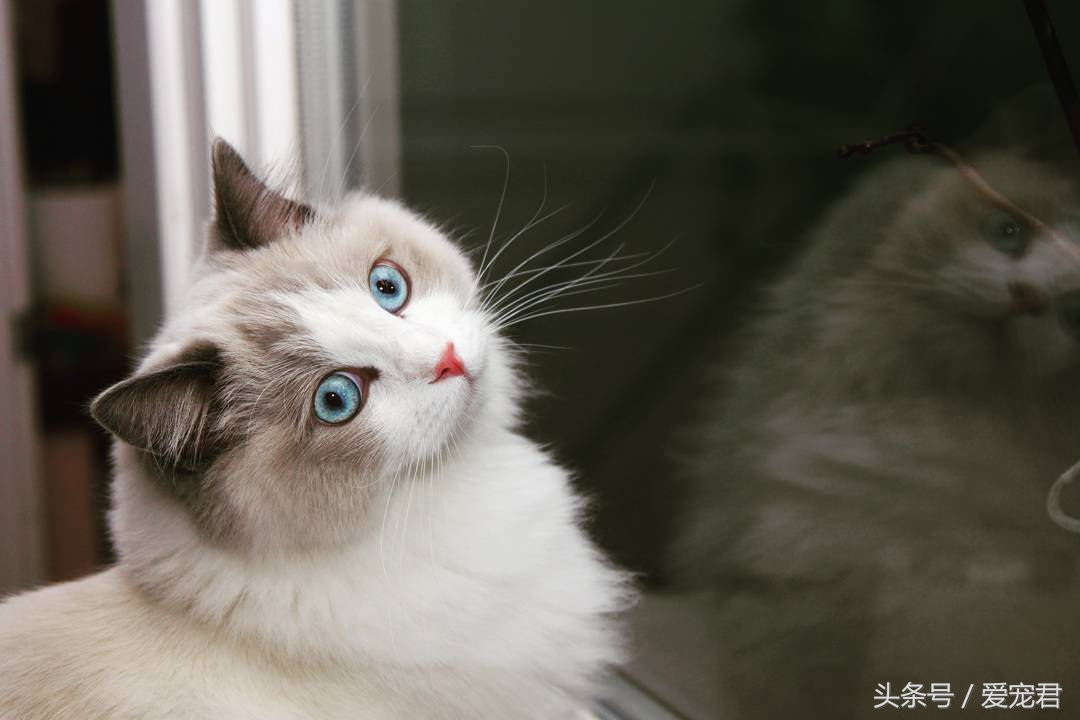 猫咪郁闷可吃什么药,怎么纠正猫咪玩耍喜欢伸爪子