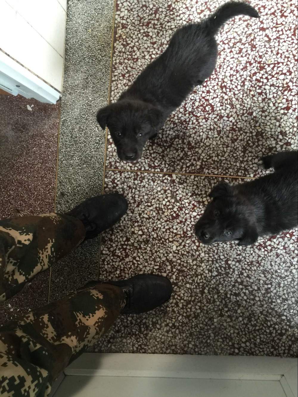 金毛生下来是黑的长大会变色吗,为啥金毛生的有黑的有黄的