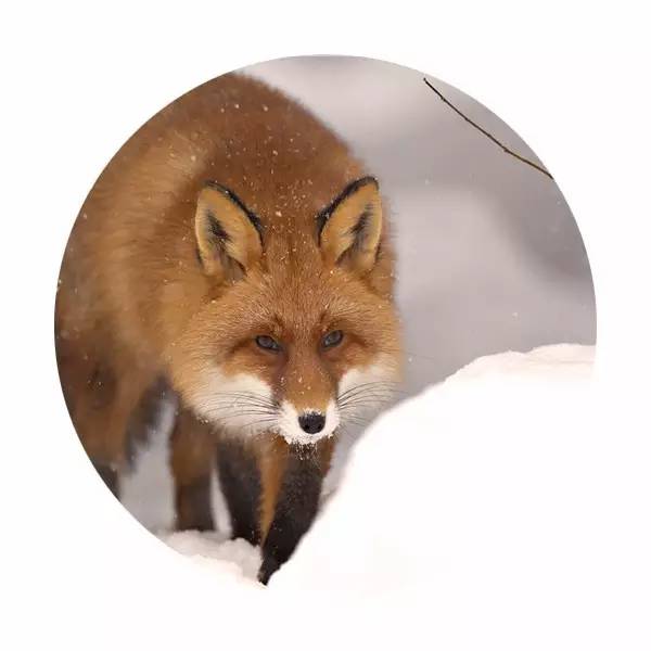 三一五解读,三一五寓意