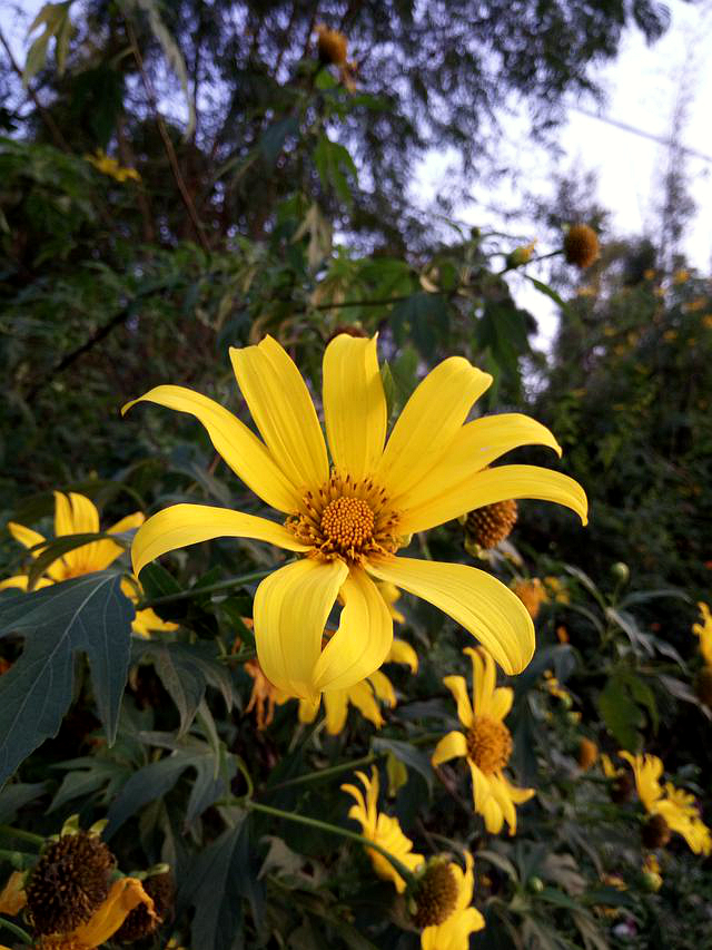 vivoxplay5旗舰版测评,双曲面vivo