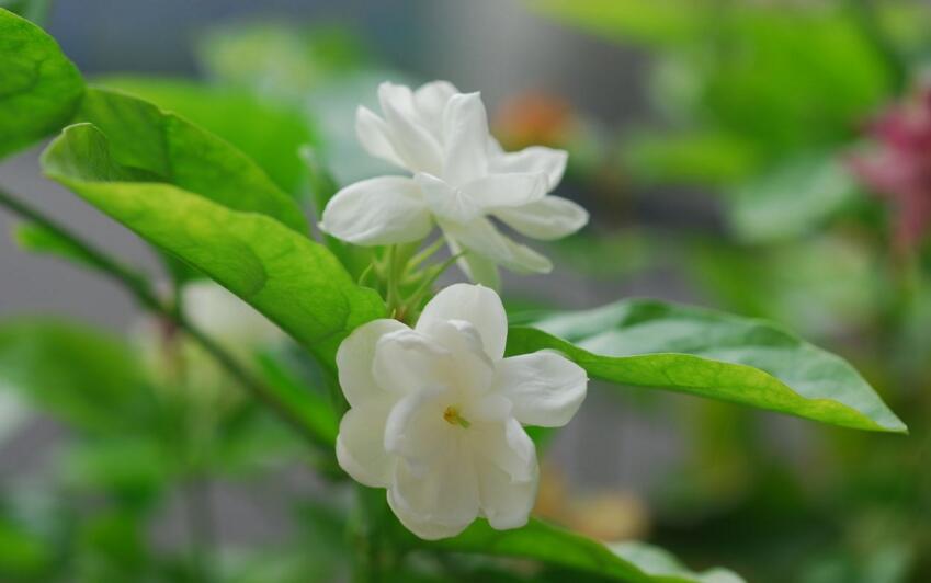 芳香大百科常用精油介绍,各类精油成分功效