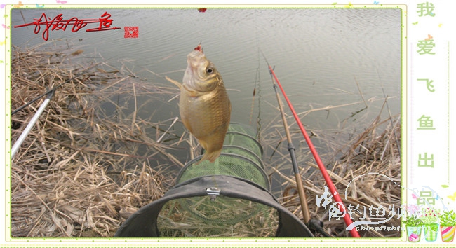 2016之我爱飞鱼觅得好钓点