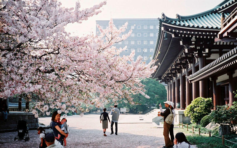 到底哪里才是12星座最不可辜负的樱花祭（上）