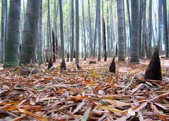 踏青挖野菜指南,最好玩的野趣旅游地方采野菜