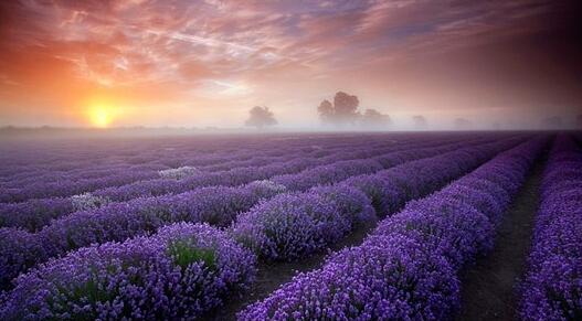 芳香大百科常用精油介绍,各类精油成分功效