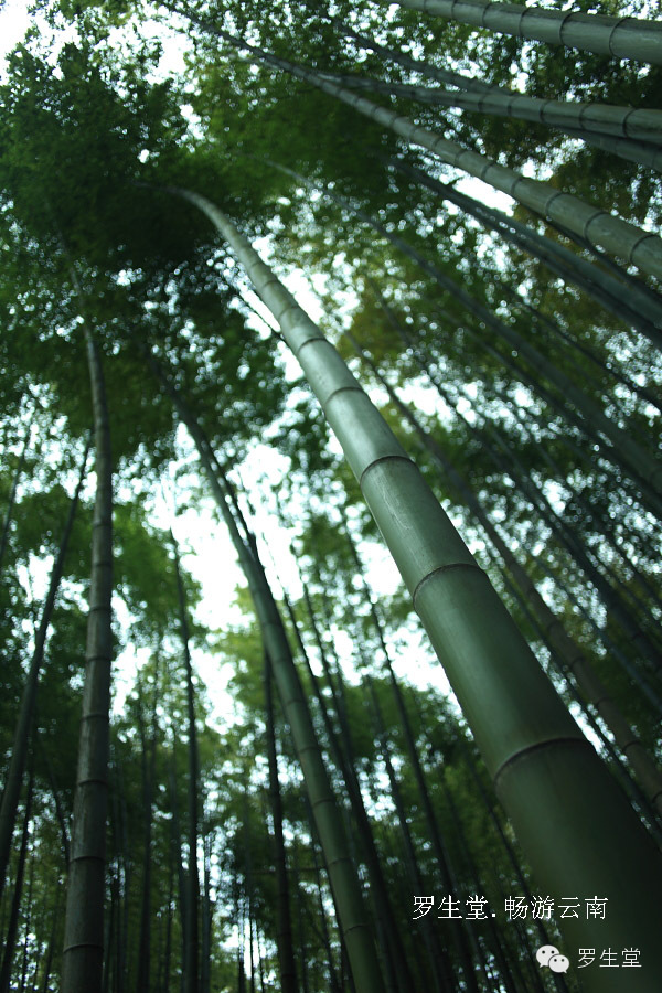 云南旅游攻略必去吃的美食有哪些,云南吃些什么特色美食