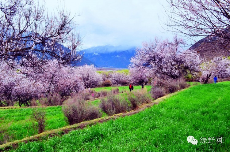 醉美西藏林芝视频,醉美林芝完整版