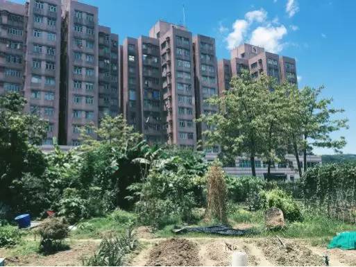 “1/7农”：如果每周只能下地一天，那就试试“懒人务农法”吧