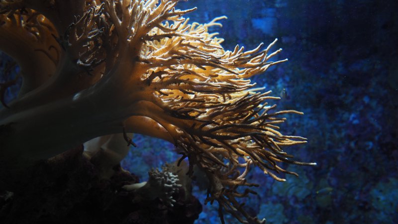 奥林巴斯相机镜头参数,奥林巴斯penf实拍样张