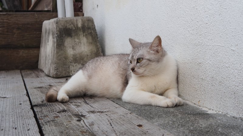 奥林巴斯相机镜头参数,奥林巴斯penf实拍样张