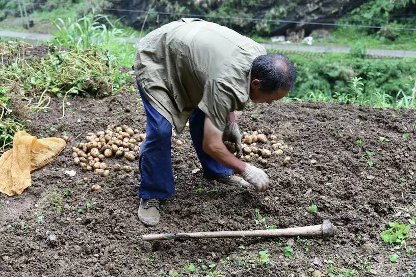众筹农业种植项目,恩施咸丰富硒小土豆扶贫