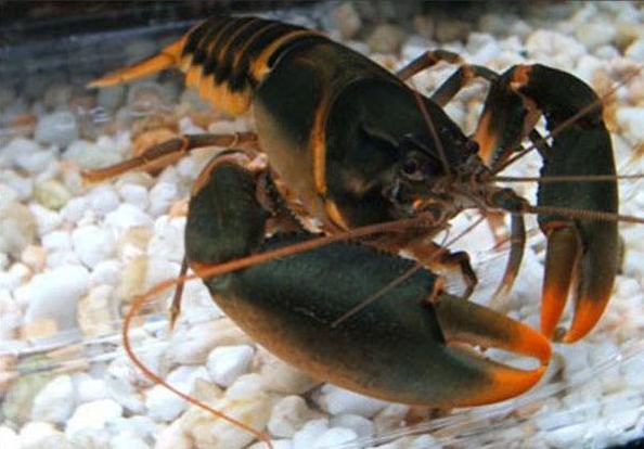 小龙虾入侵中国濒临灭绝,德国泛滥成灾的小龙虾被中国人吃