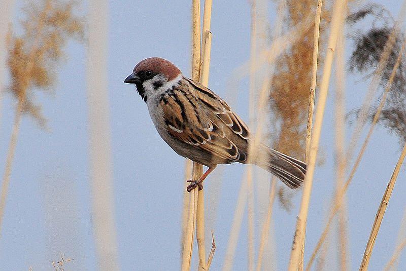 野外求生弹弓捕猎装备,弹弓适合野外求生吗