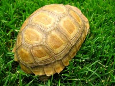 好养又皮实的陆龟,皮实好养的陆龟