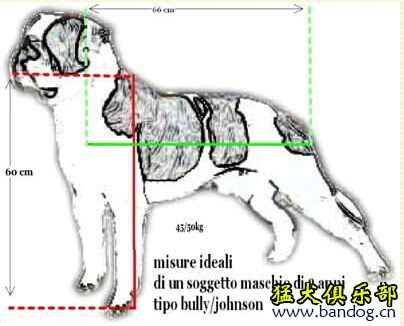 怎样区分斯塔福和比特,怎样区分卡斯罗和比特犬