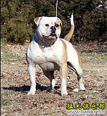 怎样区分斯塔福和比特,怎样区分卡斯罗和比特犬