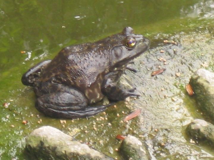 野外求生弹弓捕猎装备,弹弓适合野外求生吗