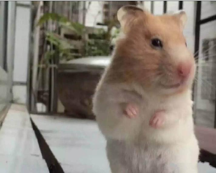 仓鼠怎么分辨公母母仓鼠怀孕征兆,仓鼠怀孕后要把公仓鼠隔离吗