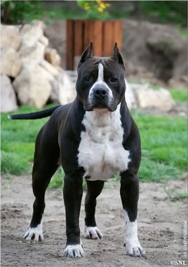 怎样区分斯塔福和比特,怎样区分卡斯罗和比特犬