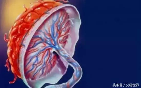 有人说胎盘可以吃是吗,胎盘能保命吗