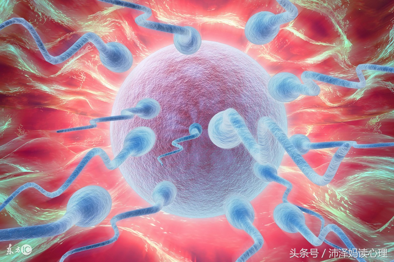 按排卵期备孕成功率,算好排卵期轻松备孕