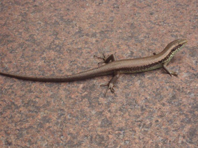 野外求生弹弓捕猎装备,弹弓适合野外求生吗