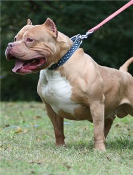 怎样区分斯塔福和比特,怎样区分卡斯罗和比特犬