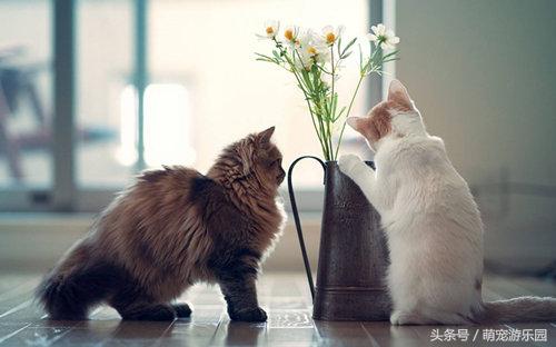 好听可爱的宠物猫咪名字大全,猫咪名字可爱洋气二字宠物猫名字