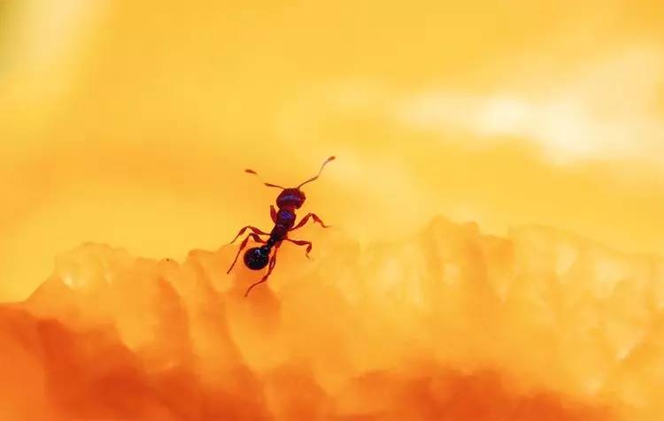 手机怎么玩转拍摄,手机怎样微距拍照